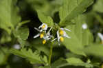 Black nightshade